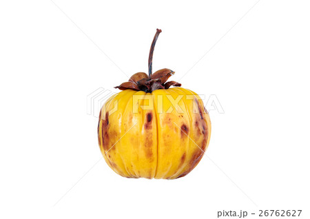 Garcinia cambogia fruit, isolated on white. Garcinia cambogia fruit, isolated on white. 26762627
