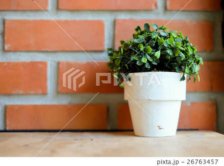 A tree pot against orange brick wall A tree pot against orange brick wall 26763457