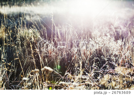 Frozen grass 26763689
