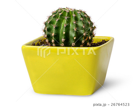 Green cactus in the yellow flowerpot Green cactus in the yellow flowerpot 26764523