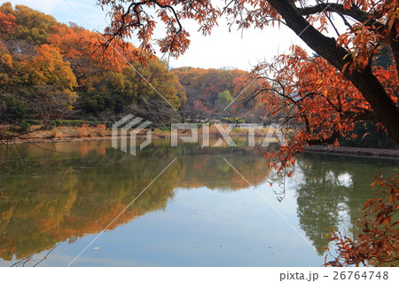 三ツ池公園 下の池紅葉の写真素材