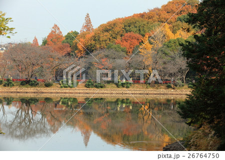 三ツ池公園　下の池紅葉 26764750