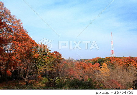 三ツ池公園紅葉と三ツ池タワーの写真素材