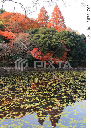 三ツ池公園　上の池紅葉 26764762