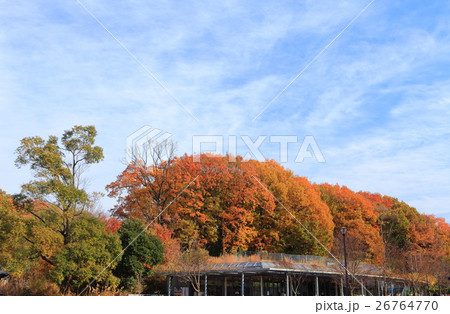 三ツ池公園紅葉とパークセンター　 26764770