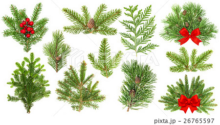 Evergreen tree branches. Christmas decoration red 26765597