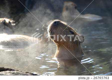 いい湯だな、湯から顔を出したカピバラ いい湯だな、湯から顔を出したカピバラ 26765763