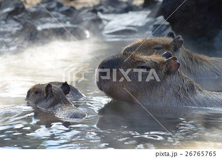 いい湯だな、露天風呂につかるカピバラ親子 26765765