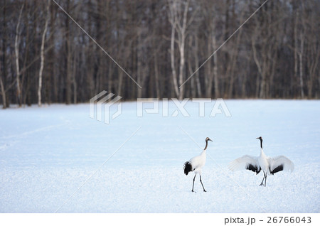 2羽のタンチョウ 2羽のタンチョウ 26766043