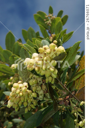 "ヒメイチゴの木"の花 26766071