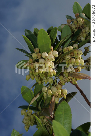 "ヒメイチゴの木"の花 26766072