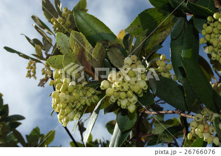 "ヒメイチゴの木"の花 26766076