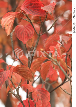 自然 植物 ヤマボウシ 初夏の白い花を思い浮かべますが秋の紅葉は燃えるような赤です の写真素材