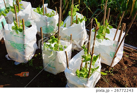 家庭菜園・エンドウの栽培 26772243