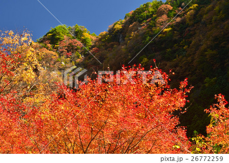 香落渓の紅葉 26772259