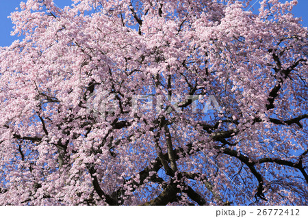 法蔵寺の桜（三春町） 26772412