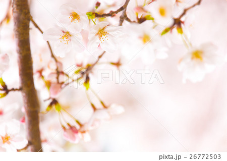 満開のさくら 満開のさくら 26772503