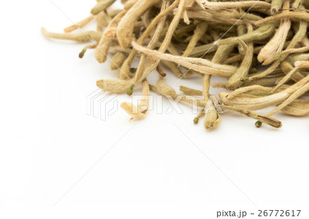 紅茶用ハニーサックル：Honeysuckle tea 26772617