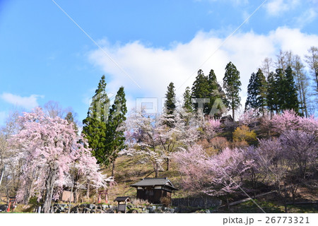 伝行山の桜 26773321