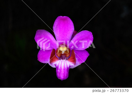 Doritis pulcherrima .orchids. Doritis pulcherrima .orchids. 26773370