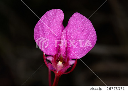 Impatiens pseudochinenis, BALSAMINACEAE Impatiens pseudochinenis, BALSAMINACEAE 26773371
