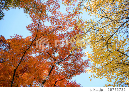 Red and yellow leaf in Japan autumn season Red and yellow leaf in Japan autumn season 26773722