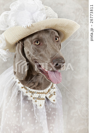 Portrait of Weimaraner dog Portrait of Weimaraner dog 26773811