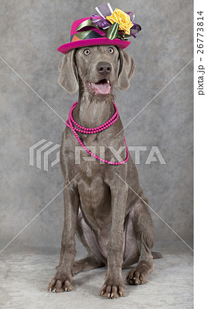 Wirehaired Slovakian pointer dog Wirehaired Slovakian pointer dog 26773814