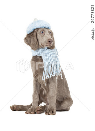 Portrait of Weimaraner dog wearing a hat and scarf 26773825