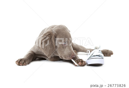 Weimaraner puppy pulling shoe lace 26773826