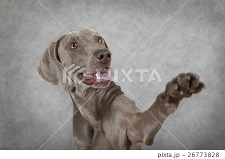 Shorthaired Weimaraner dog waving hello 26773828
