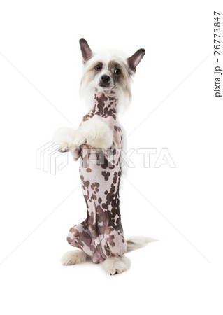 Hairless Chinese Crested dog sitting up over white 26773847