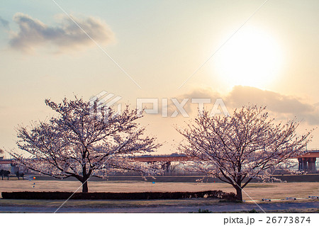荒川河川敷の桜 荒川河川敷の桜 26773874