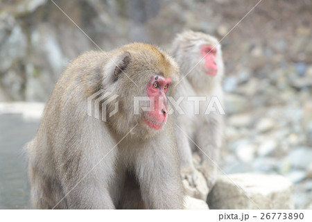 Monkey in a natural onsen, Jigokudani Monkey Park 26773890