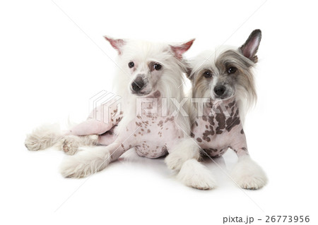 chinese crested