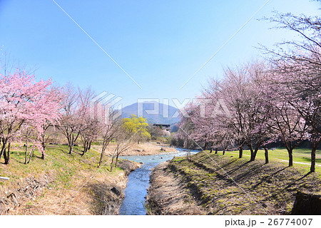 大出公園の桜並木 26774007