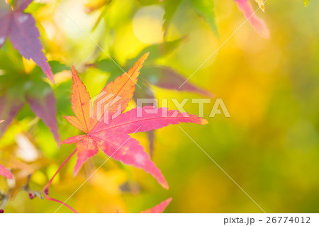 紅葉_もみじ 紅葉_もみじ 26774012