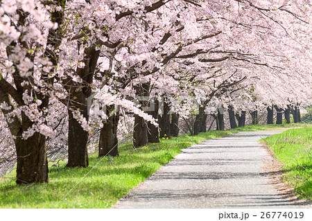 桜並木の写真素材