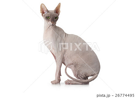Sphinx cat in front of white background 26774495