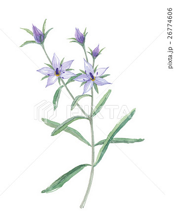 センブリ 千振 センブリ 千振 26774606