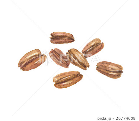 ピーカンナッツ ピーカンナッツ 26774609