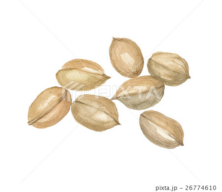 ピーカンナッツ ピーカンナッツ 26774610