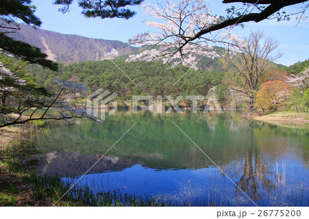 半田山自然公園の桜 26775200
