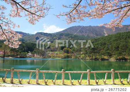 半田山自然公園の桜 半田山自然公園の桜 26775202