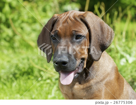Portrait of Rhodesian Ridgeback puppy dog Portrait of Rhodesian Ridgeback puppy dog 26775306
