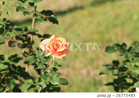 バラの花 シンギンインザレイン バラの花 シンギンインザレイン 26775485
