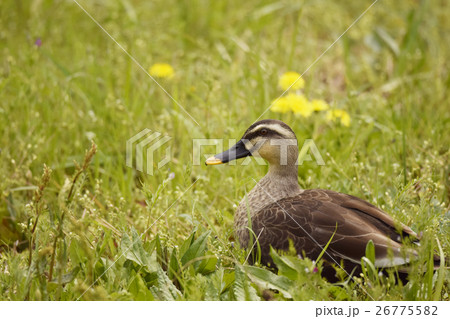 春のカルガモ　カルガモ　鴨　野鳥　タンポポ　野原　自然　岐阜 26775582