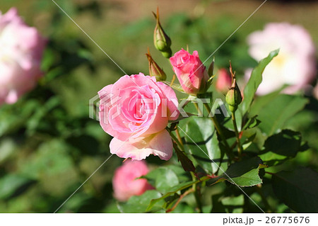 バラの花　マチルダ 26775676