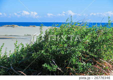 九十九里浜の枸杞　クコ 26776346