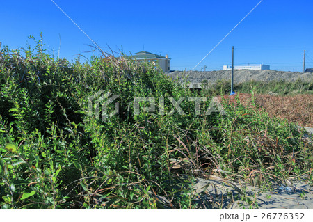 九十九里浜の枸杞　クコ 26776352